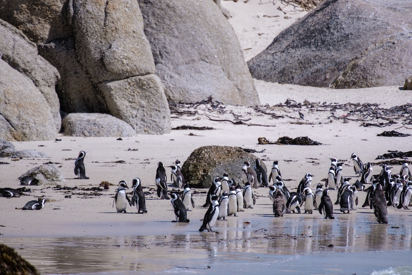 Boulders Beach in Simons Town, Cape Town, South Africa. Beautiful penguins. Colony of African penguins on a rocky beach in South Africa.