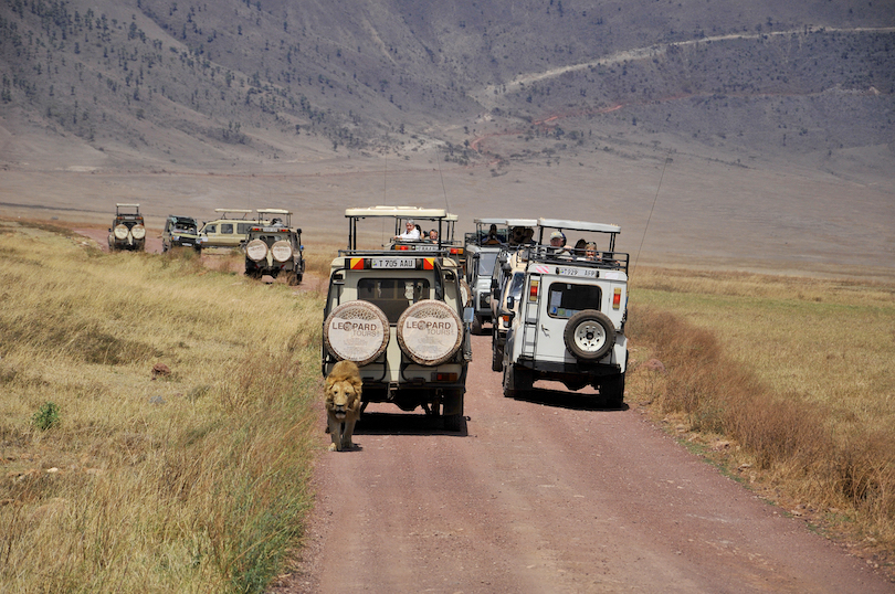 NGORONGORO TANZANIA - OCTOBER 22: Picture of some tourists in a car looking a lion during a typical day of a safari on October 22, 2010 in  Ngorongoro crater Tamzania